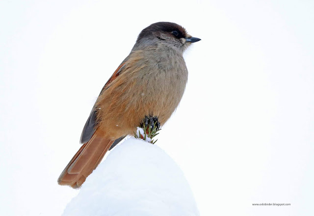 工芸品  Birds By Toikka Siberian Jay 工芸品 Birds by Toikka Siberian Jay iittala Toikka Grey